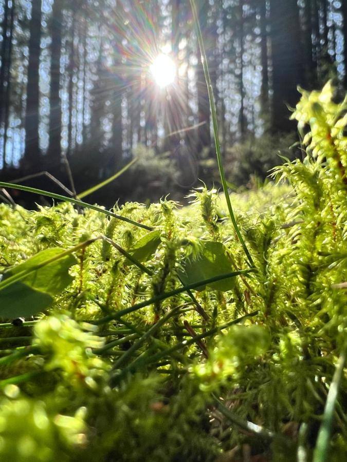 Haus Im Schwarzwald Βίλα Lenzkirch Εξωτερικό φωτογραφία